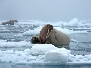 Adult and baby walrus on floating ice