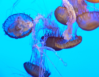 Jellyfish