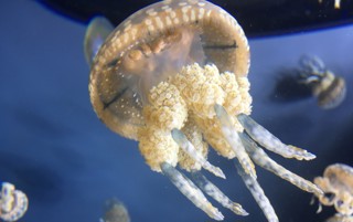 Jellyfish.