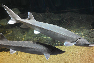 Atlantic sturgeon swimming. 