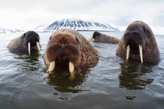 Group of adult walrus' floating in the water 