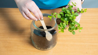 Biome Step 4