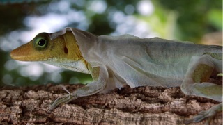 Lizards also shed their skin, but it’s much cuter when they do it.