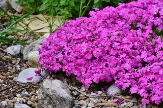Pink phlox plant.