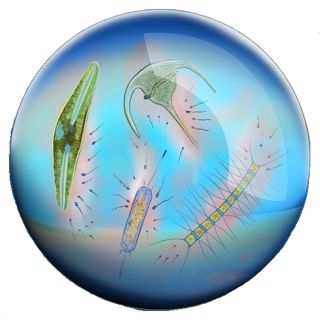 Microorganisms in a drop of seawater.