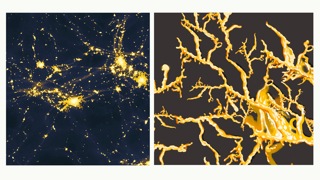 A section of a computer model that shows how light may spread through the early universe on vast scales, showing the galaxy filaments and web-like structures (Left). Illustrations of Physarum polycephalum (P. polycephalum), including the tube-like network made to source food (Right). 