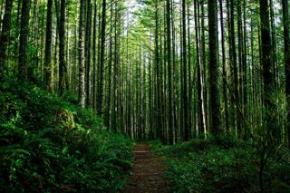 Earth's forests.