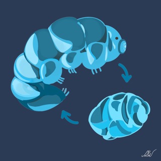 Illustration of a tardigrade in both active state and tun state Image caption, describing the image.