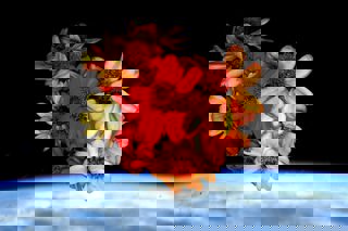 Zinnias grown on ISS