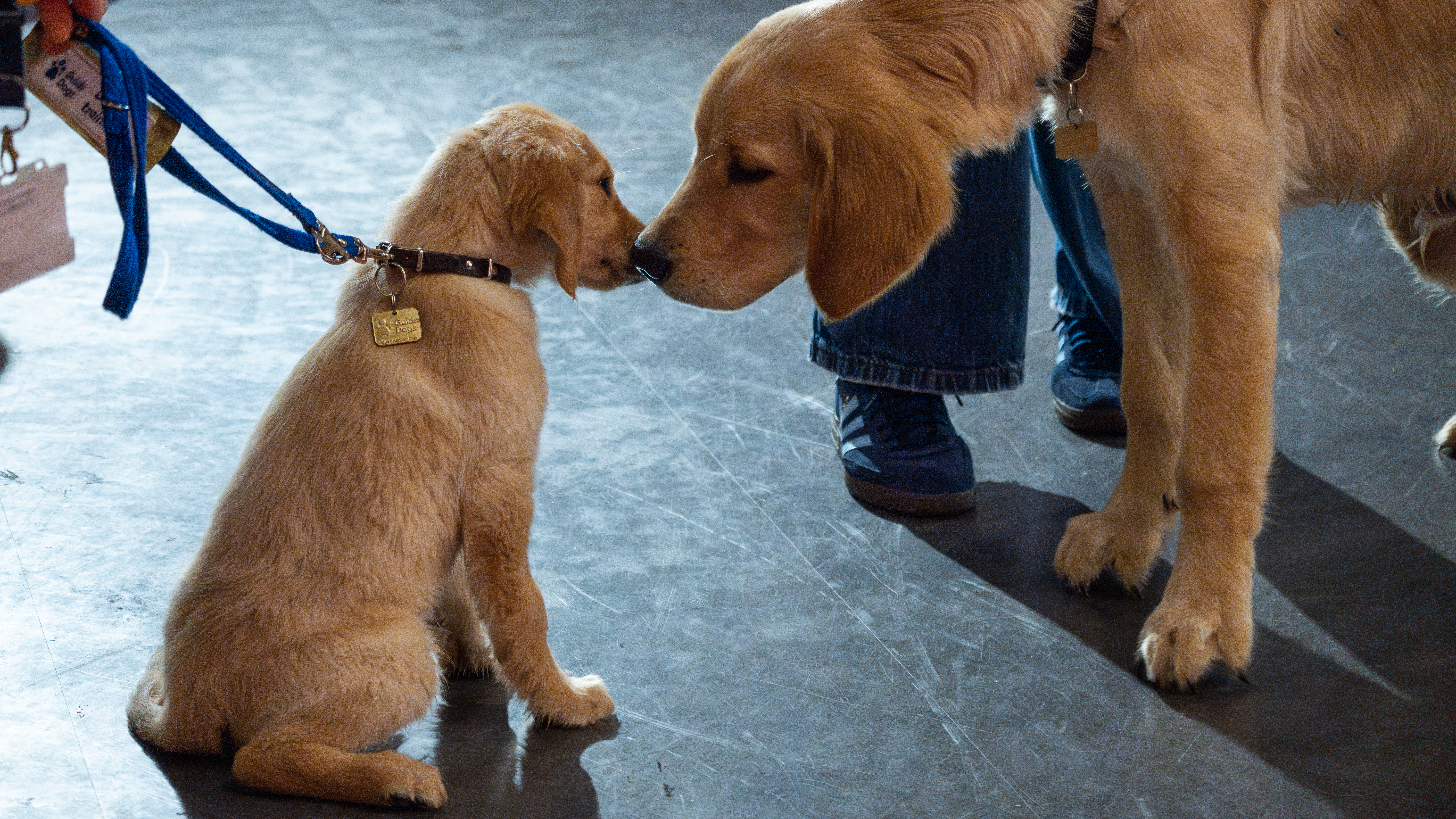 Trevor the Labrador Puppy
